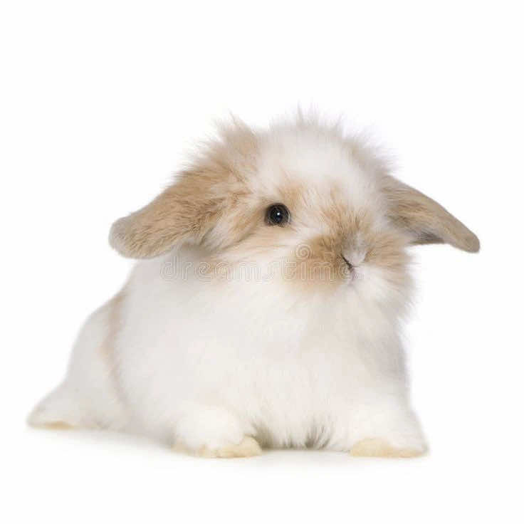 @⋆˙⟡ 𝓁𝒶𝓃ℯ𝓎 ❀