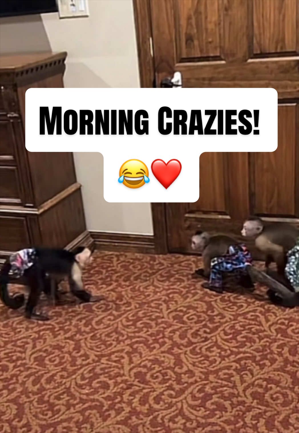 @Pattycake4444🎗️🐒#LandONation