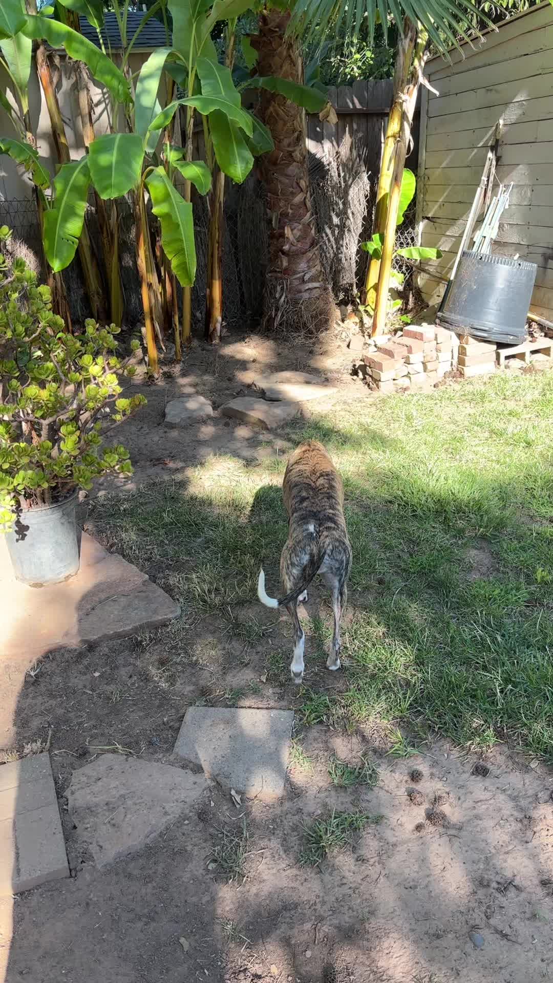 @preampetcare