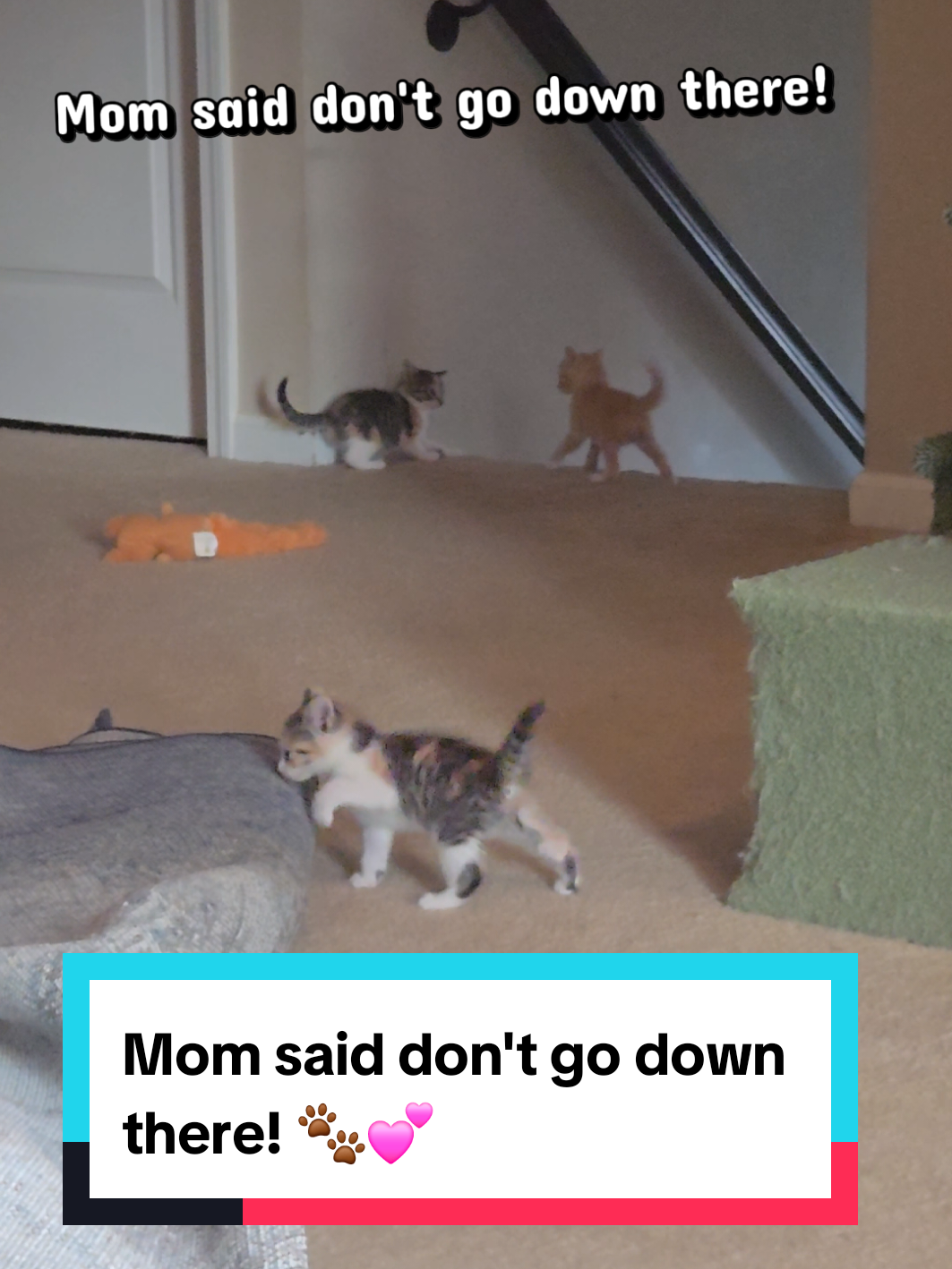 @Brittany Beauties Kittens
