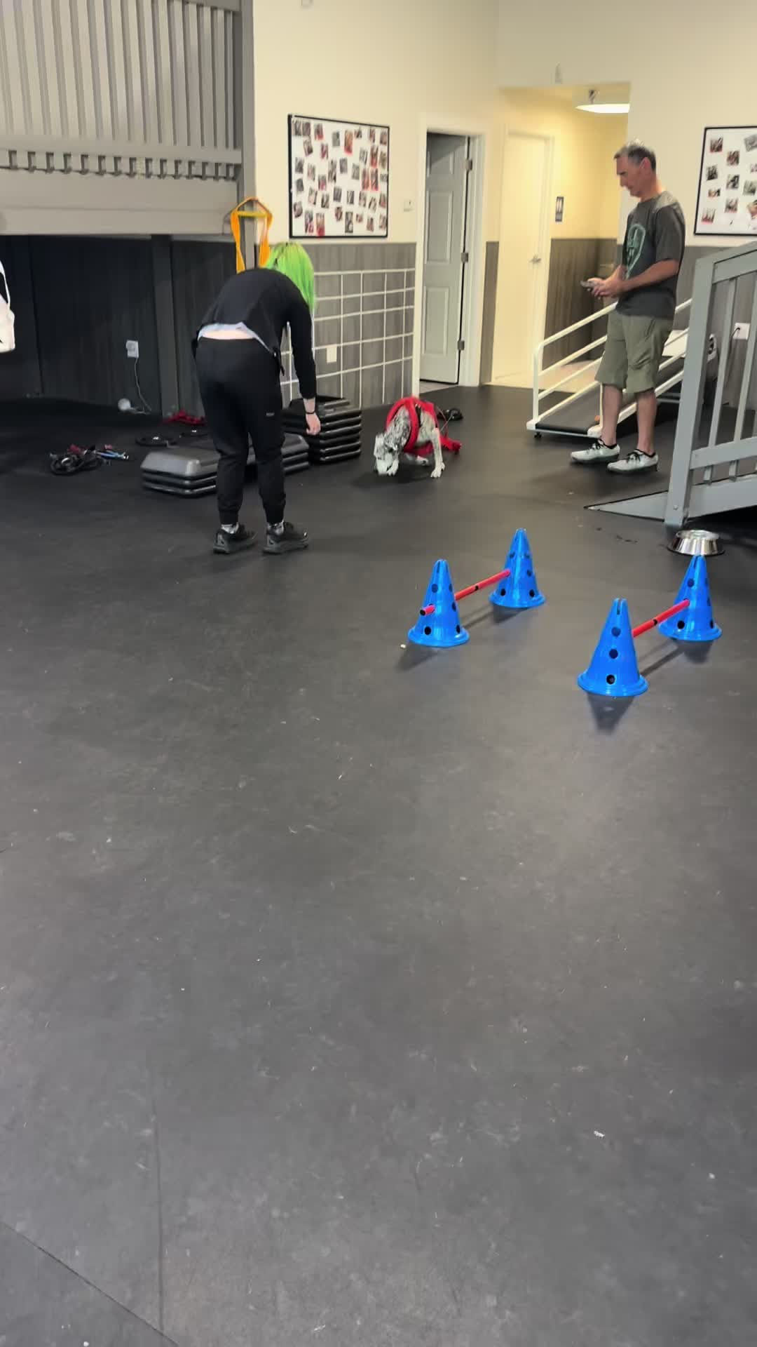 @ArfitDogRehabFitness