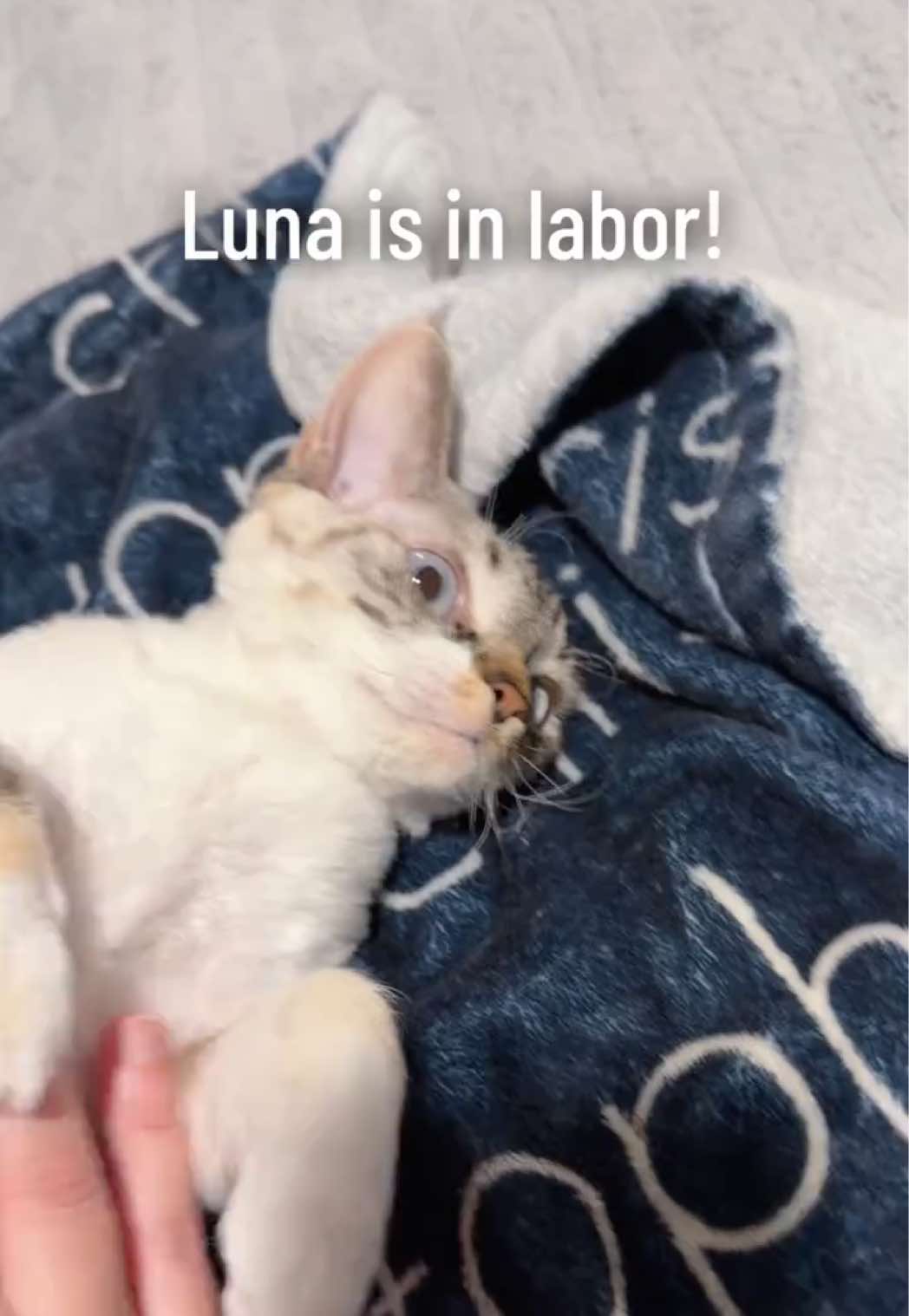 @Boba&rsquo;s Buds Minskin Cats