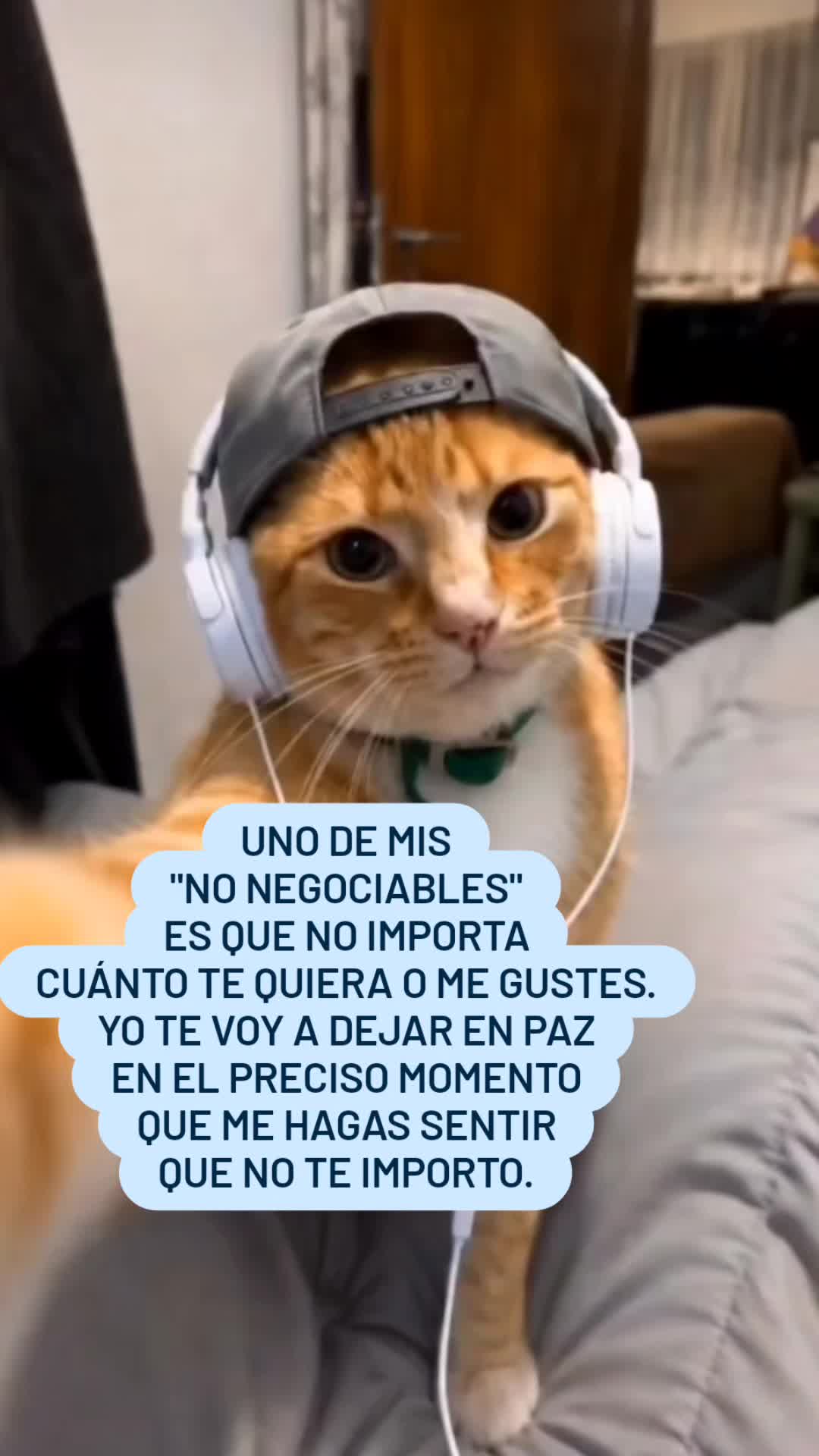@el panda solitario