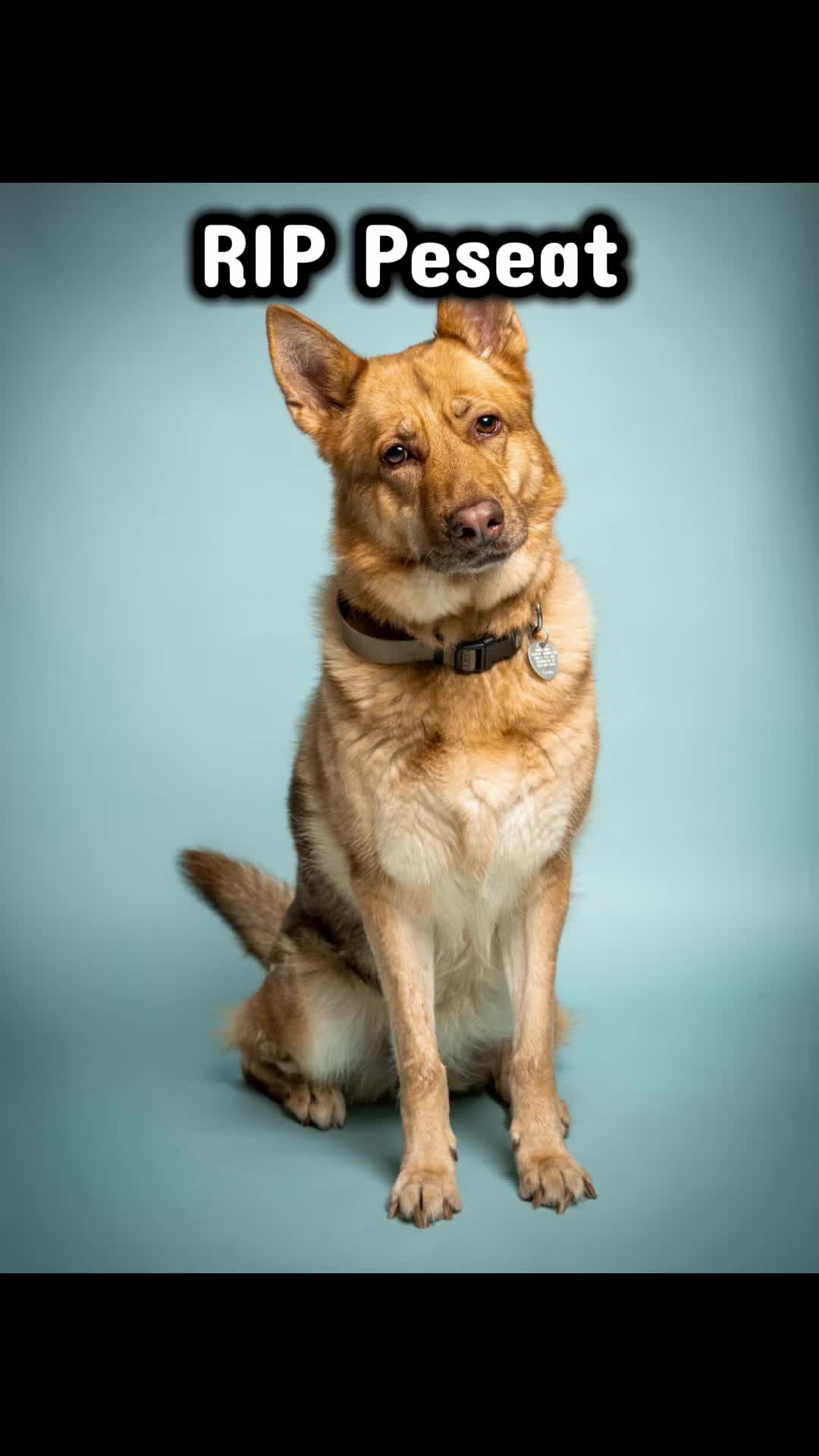 @emilyloves.shelterdogs