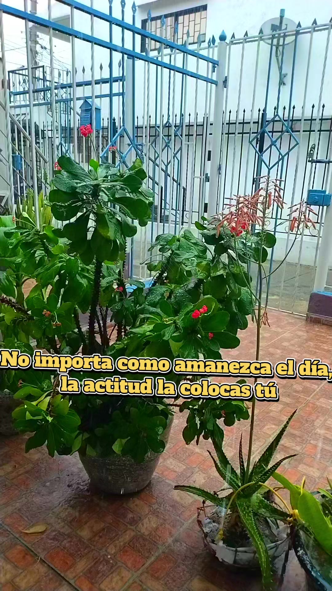 @charito rodriguez
