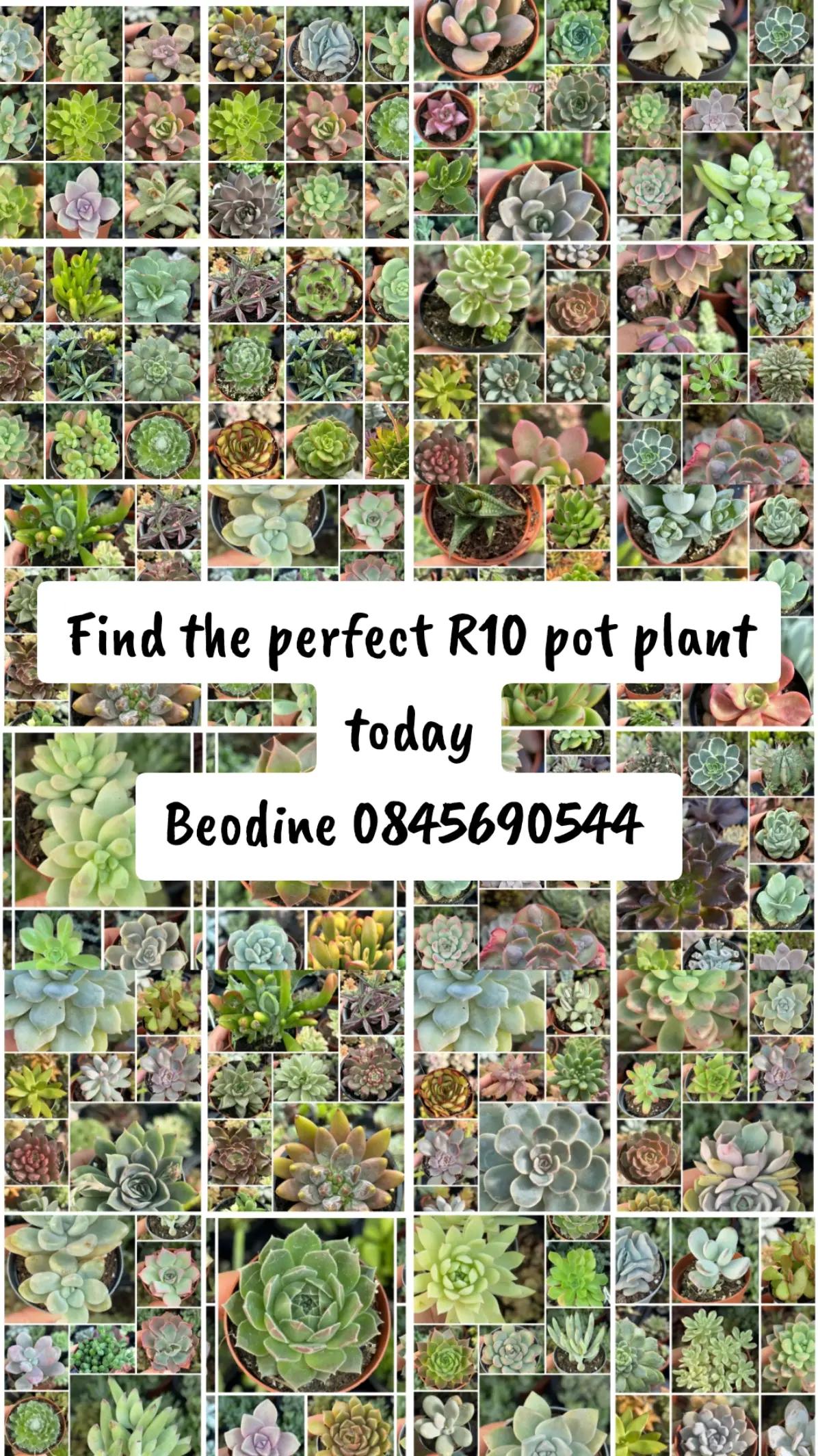 @Beodine Pedro ❤️