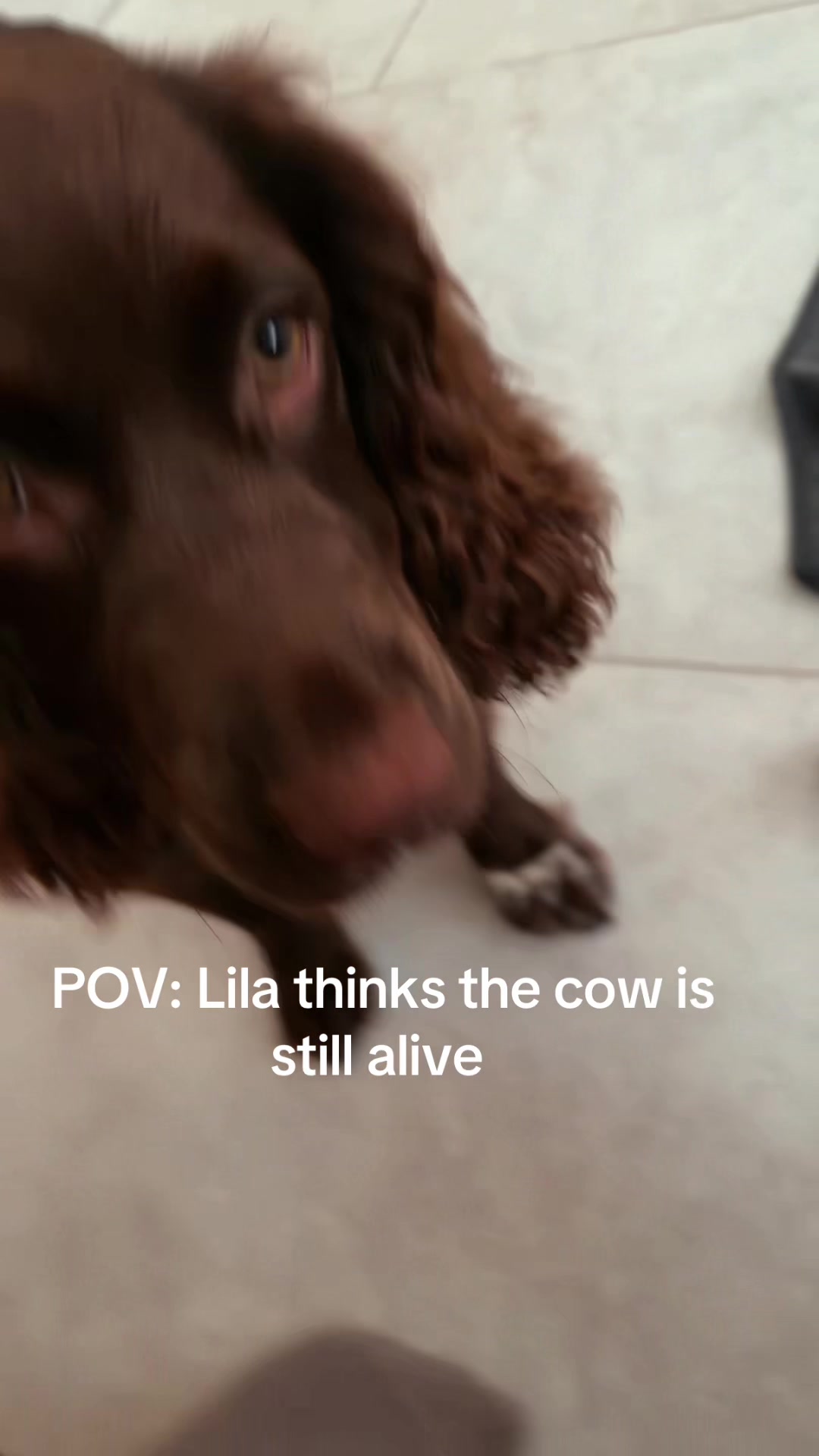@lili