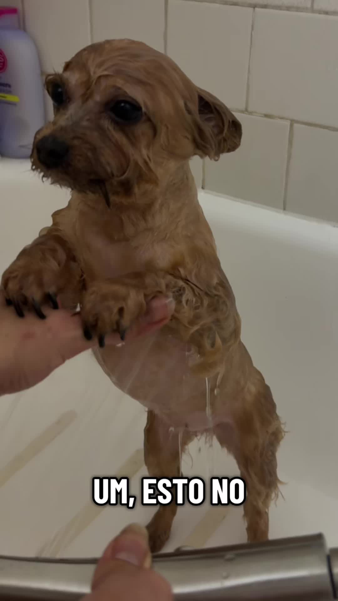 @mili_la_yorki