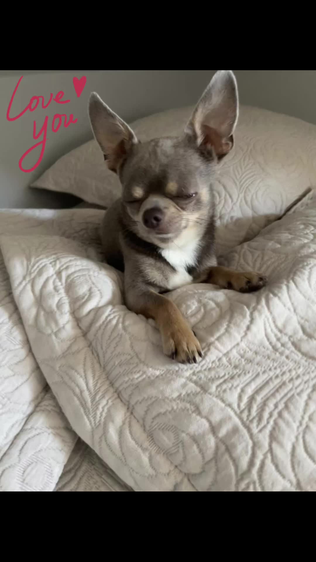 @Mr Roger Chihuahua