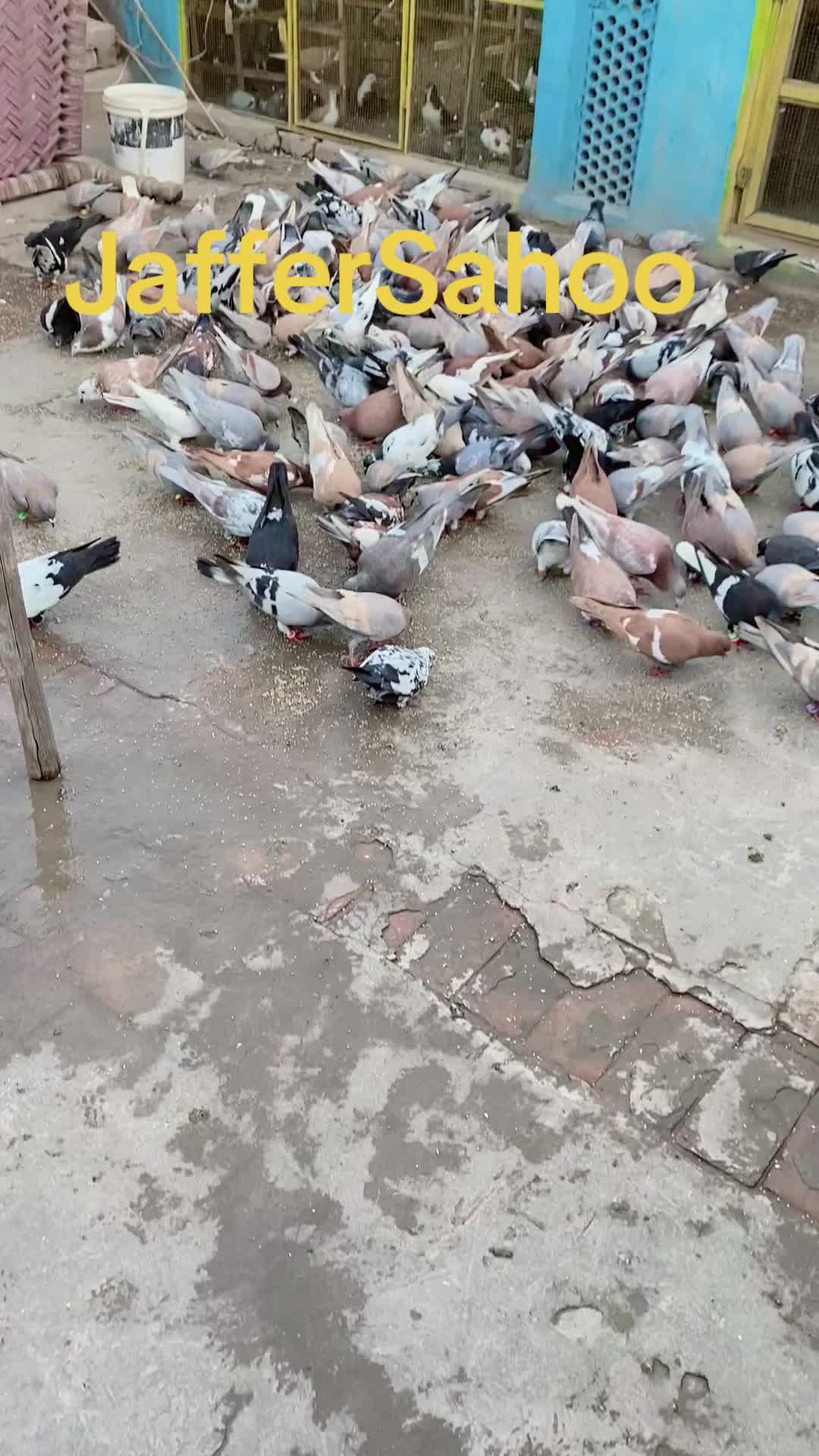 @J@&pound;!R S@H00 111🦅