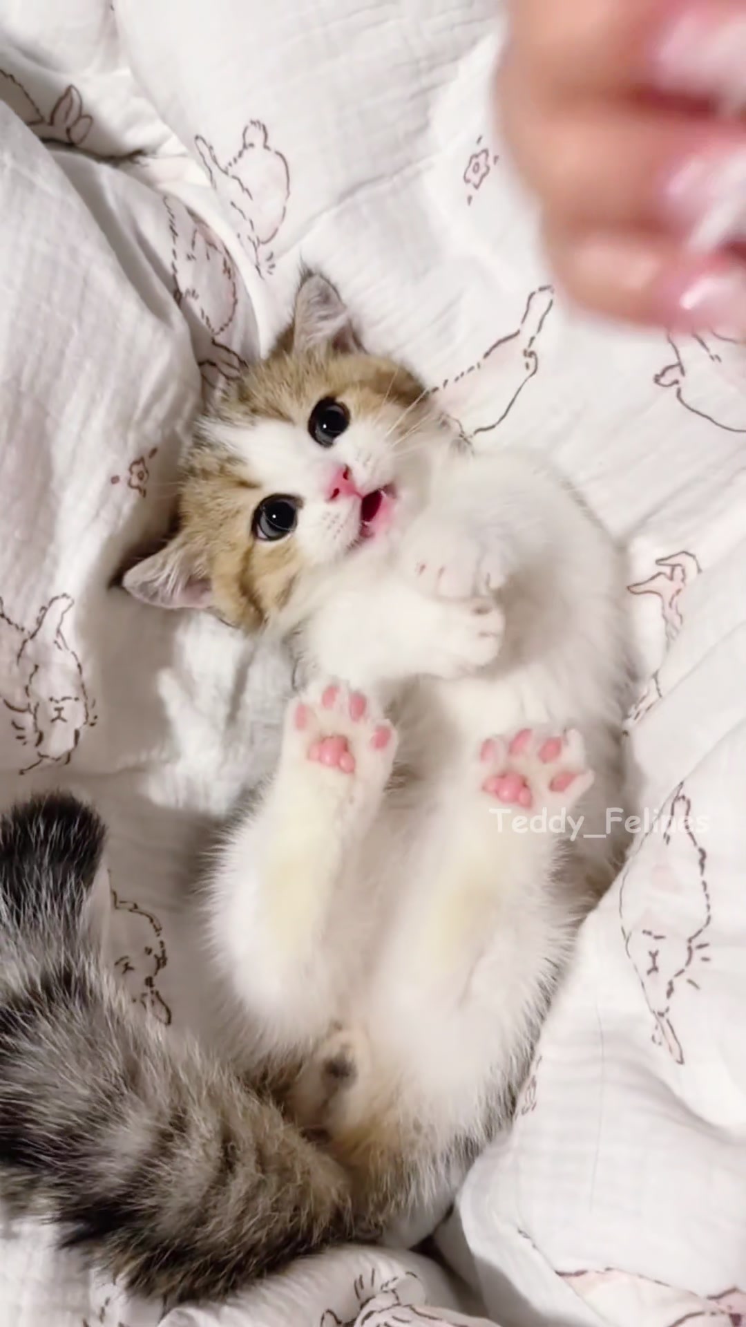 @Teddy_Felines 🧸🐾