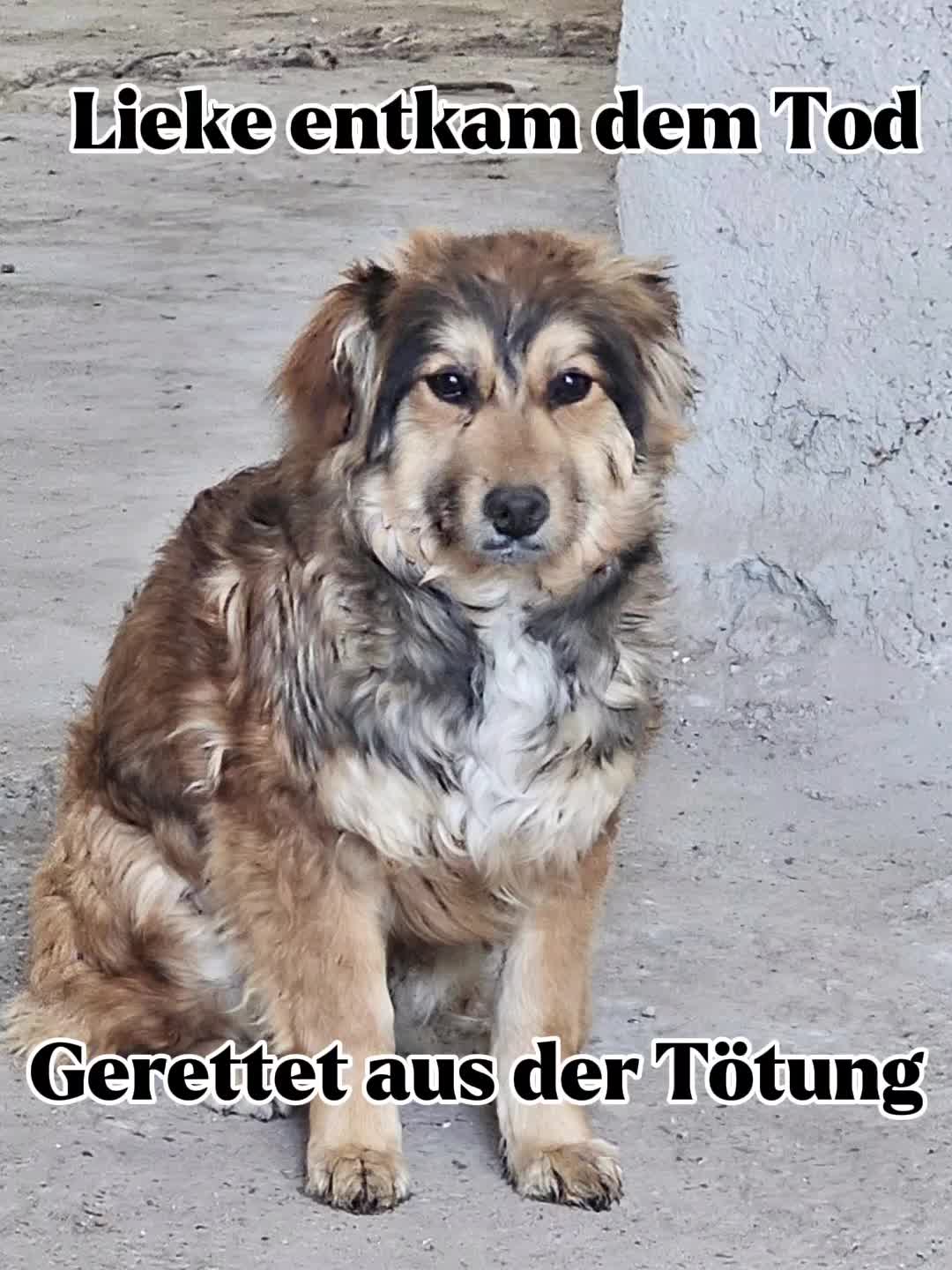@🐾 PfoteF&uuml;rPfote 🐾