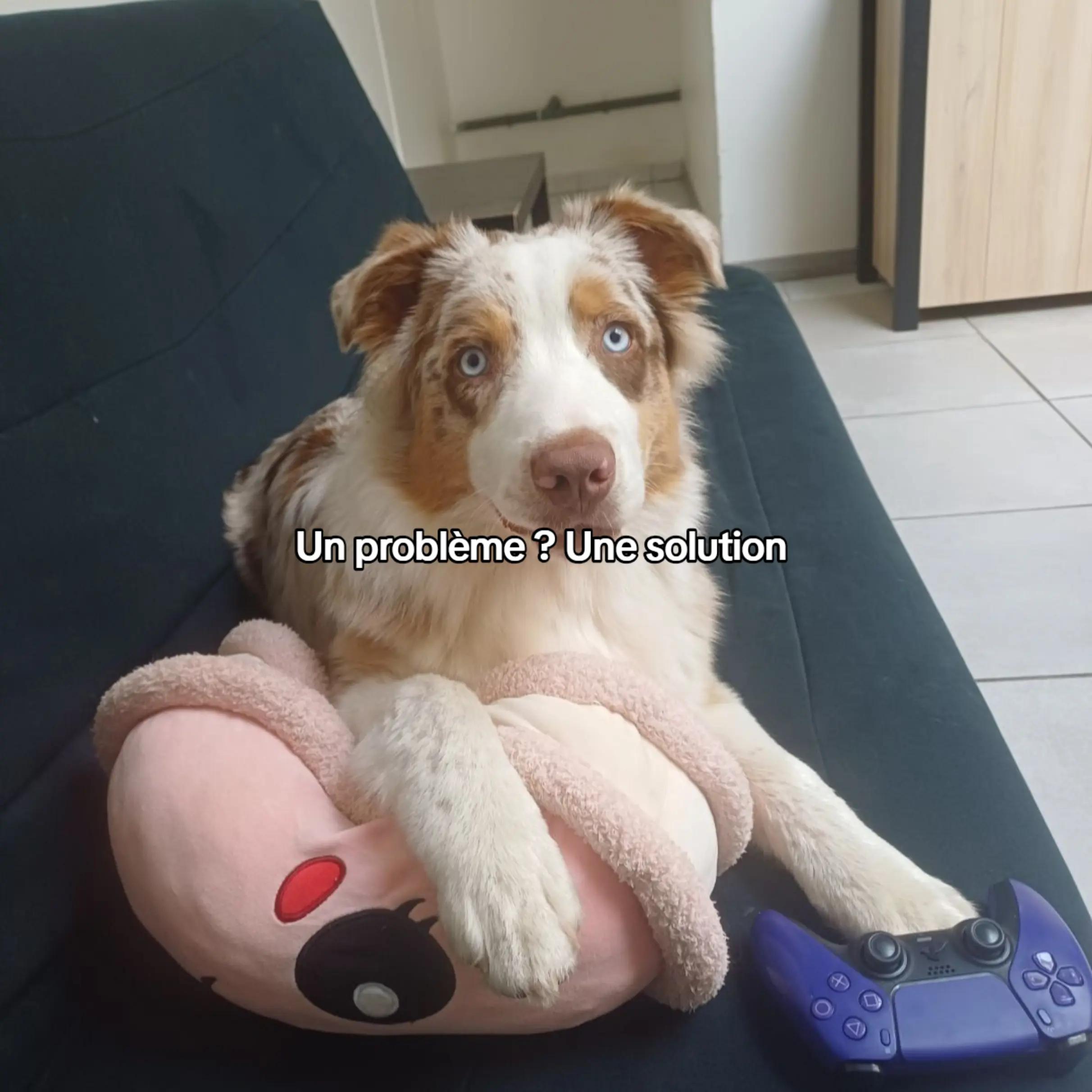@Asta 🐻 Le petit frère 🤎