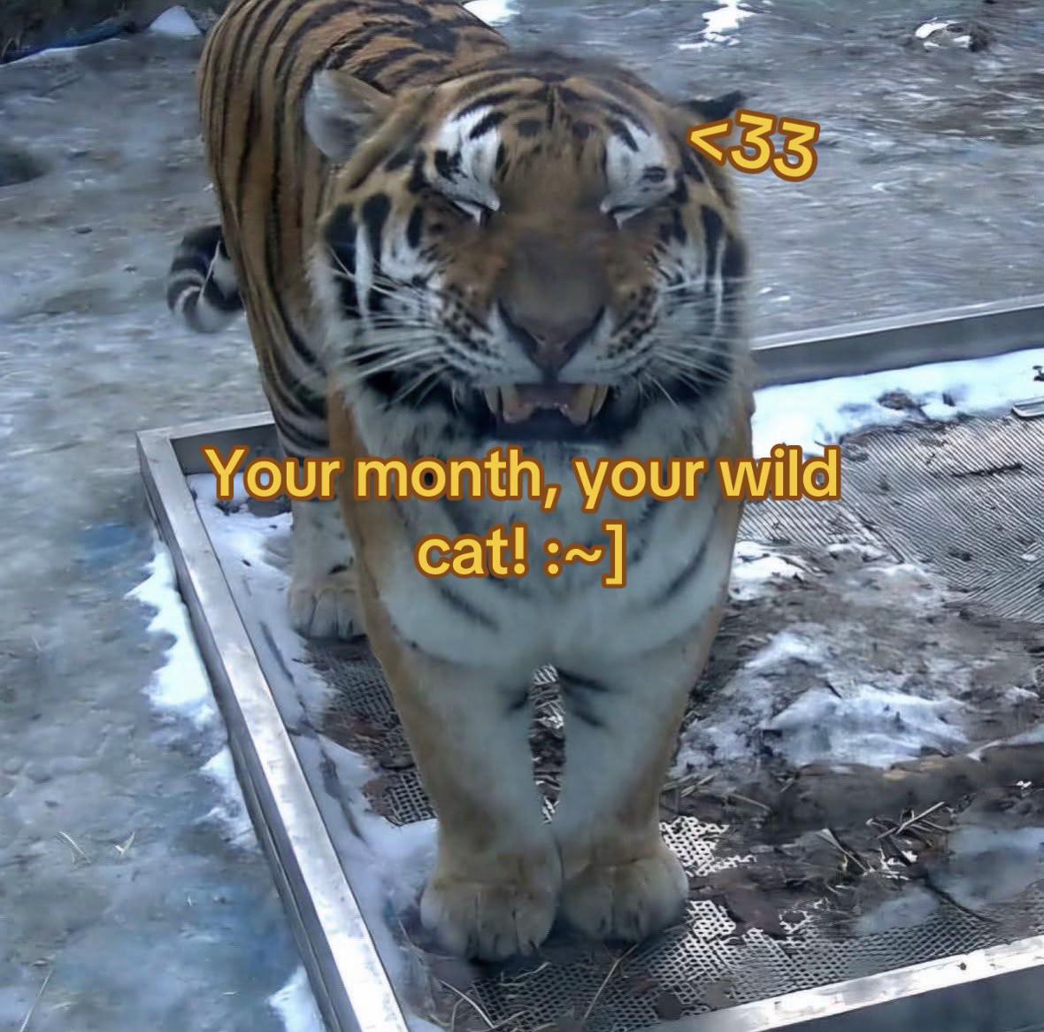 @ღ # 𝑻𝑰𝑮𝑹𝑬𝑺𝑺. 🐅 ❦