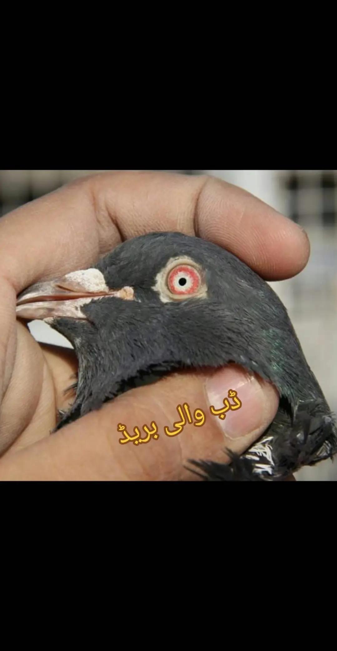 @Malik Mohkam khokhar