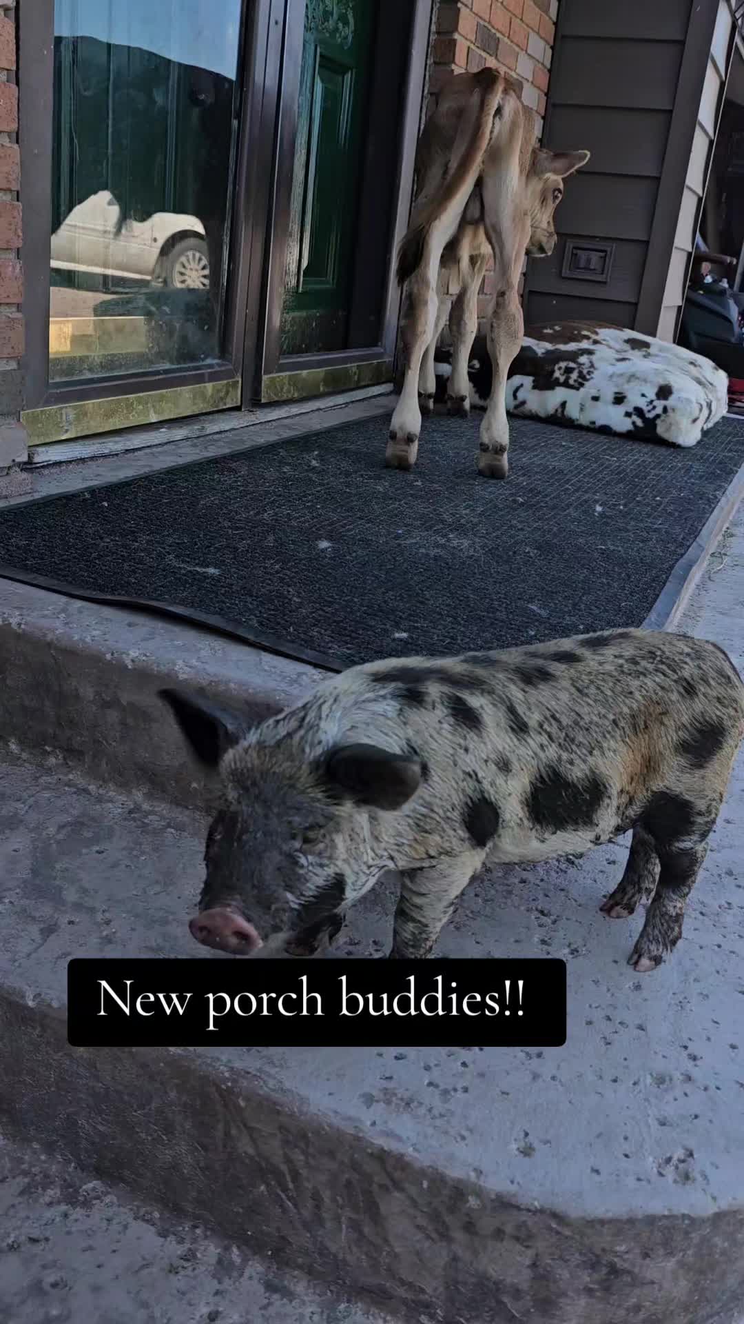 @Dakotafunnyfarm