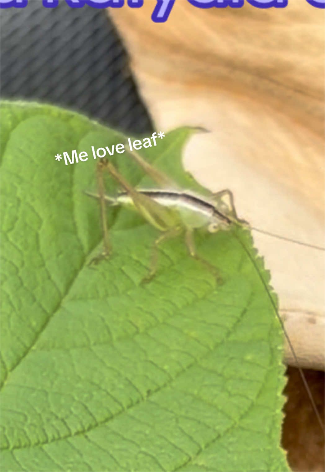 @🌎🕷️🦎Rain🐛🐞🪲