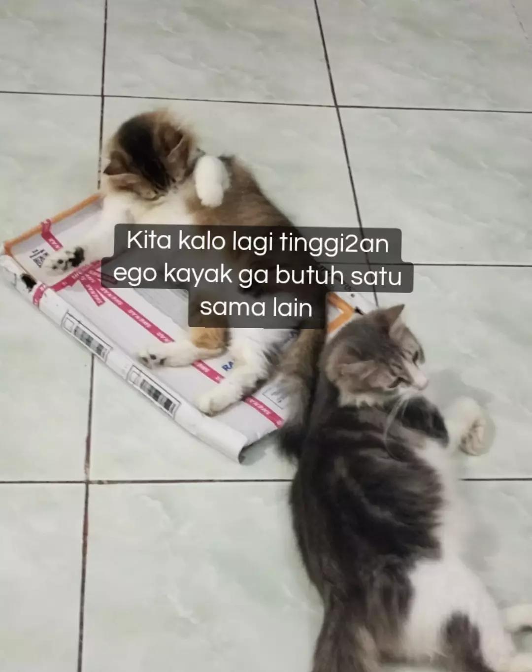 @cimba😺