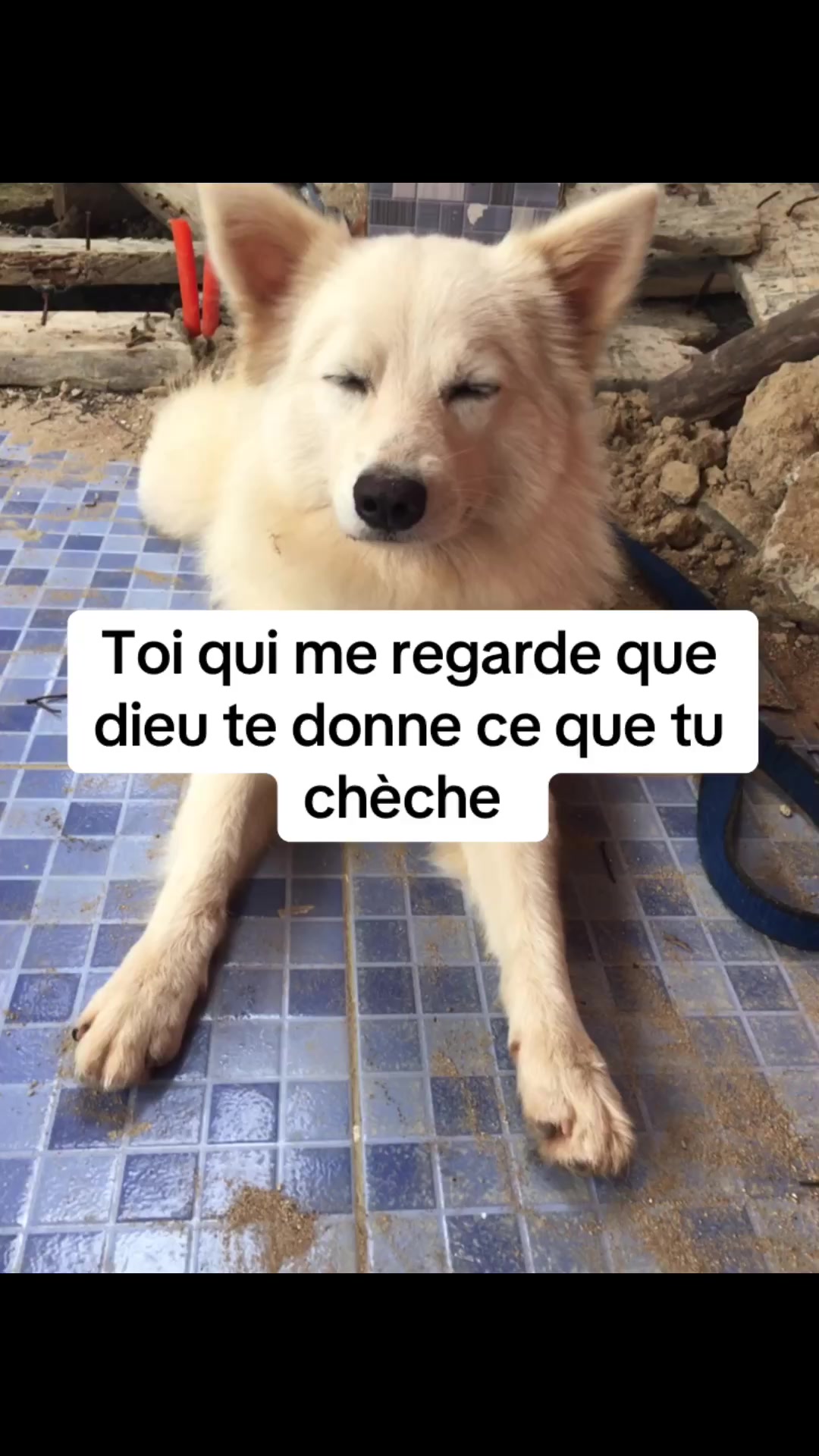 @Jonas Pedro  229