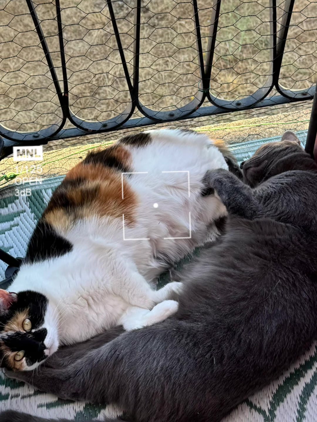 @Catcat