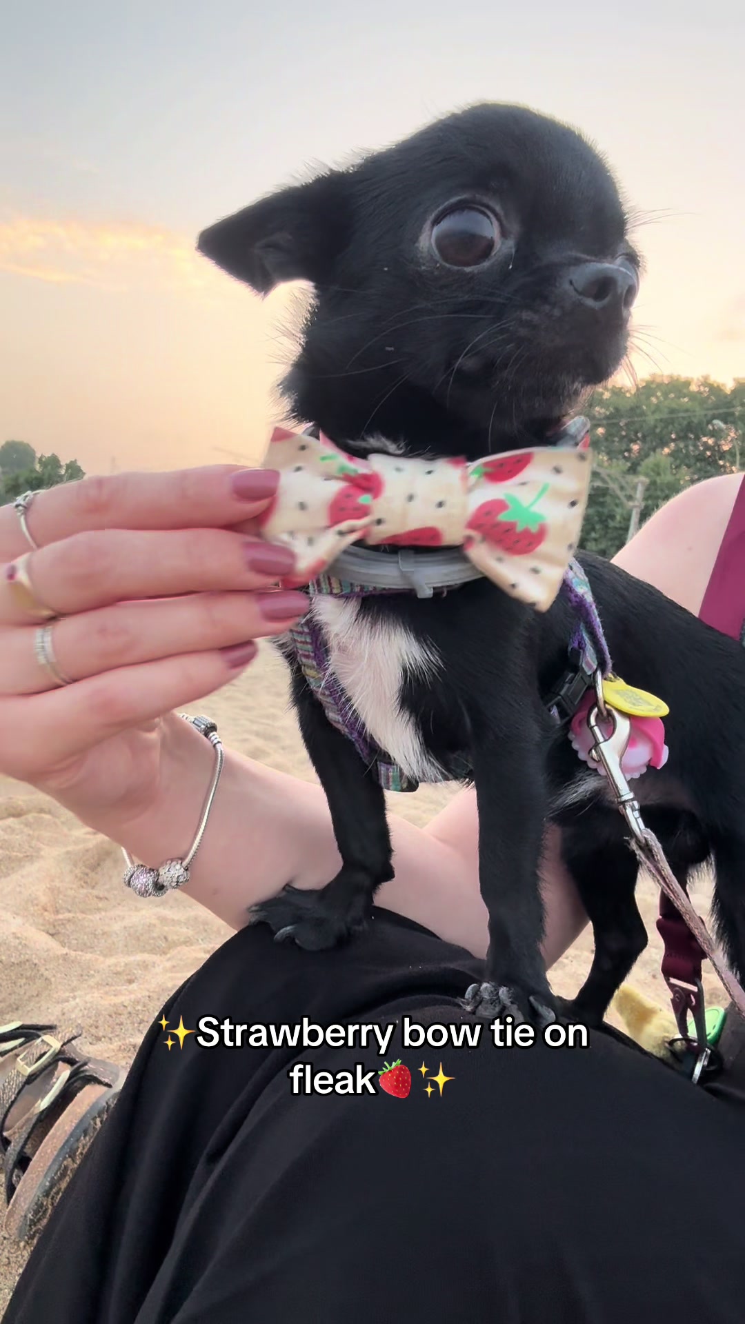 @the_chihuahua_mochi