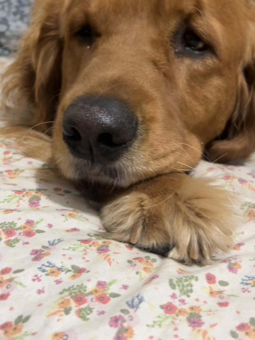 @Los golden Retriever