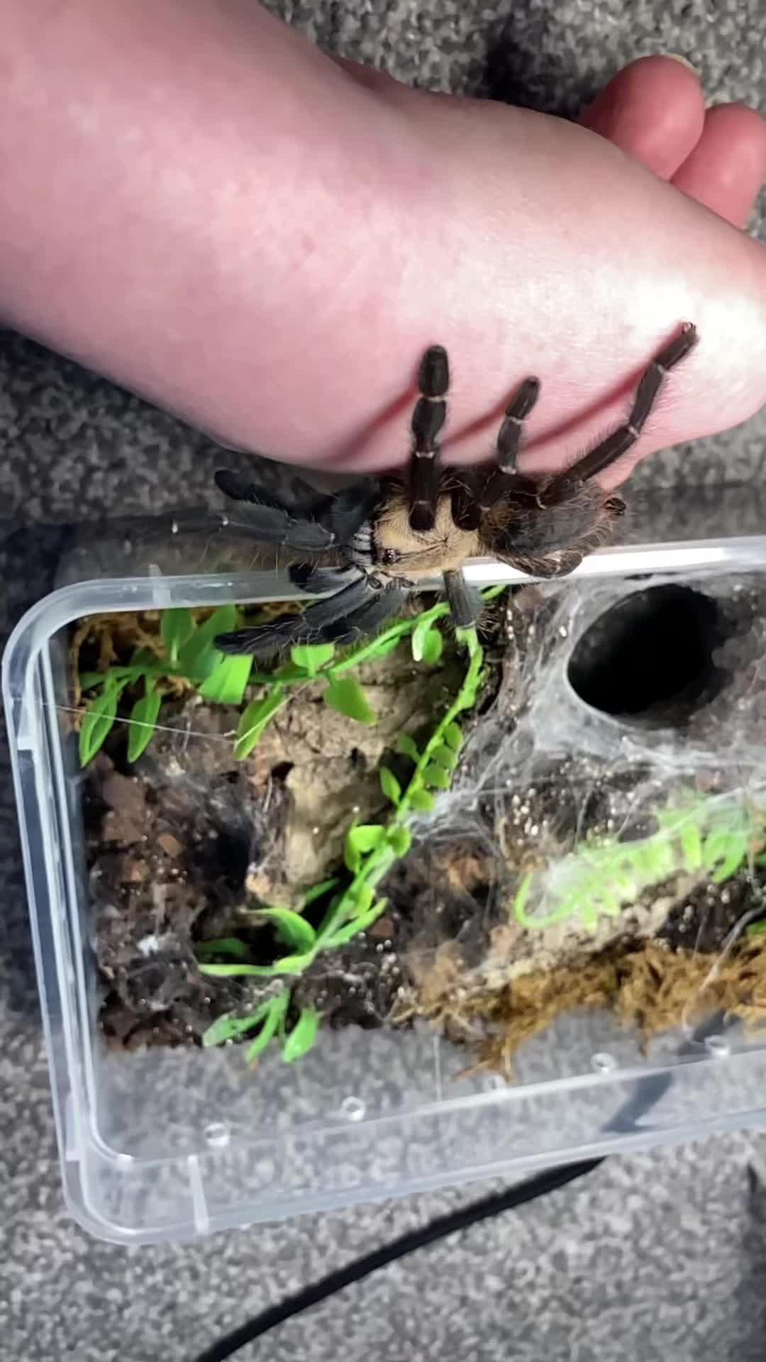 @🕷️𝓛𝓪𝓭𝔂𝓢𝓬𝓪𝓻𝓮🕷️