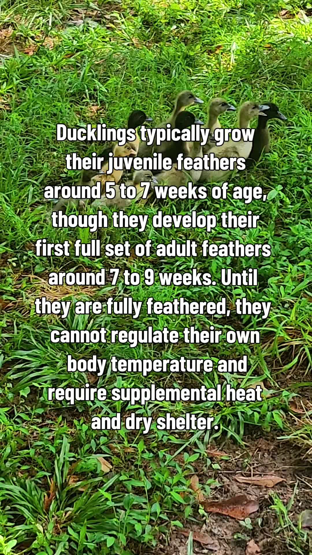 @Skeletonsonbeaverpond❌️🦆☠️