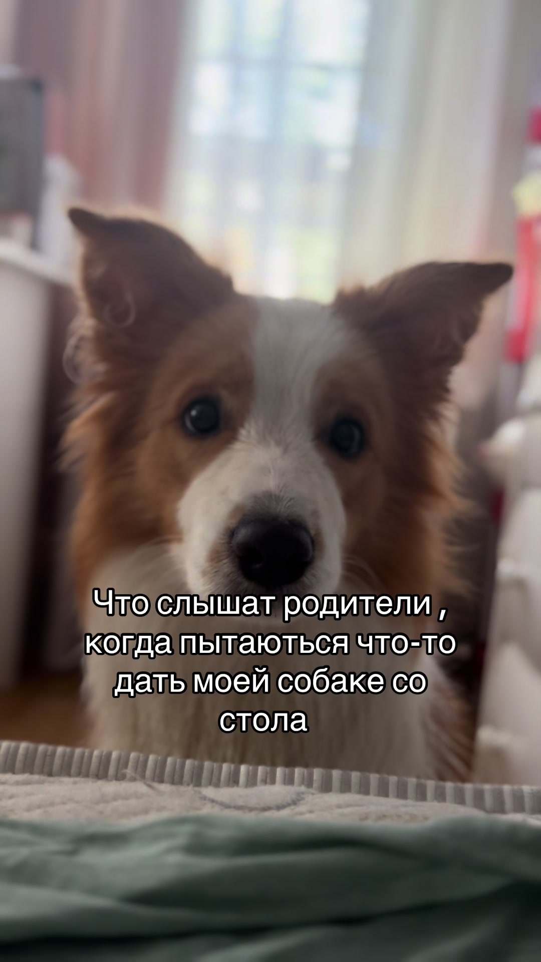 @ТГК: рыжий бордер🔥