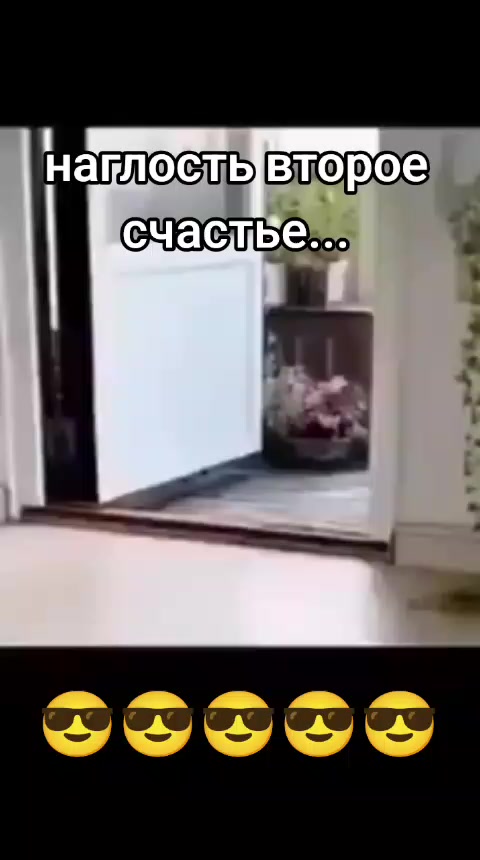 @Дэнчик Кэт