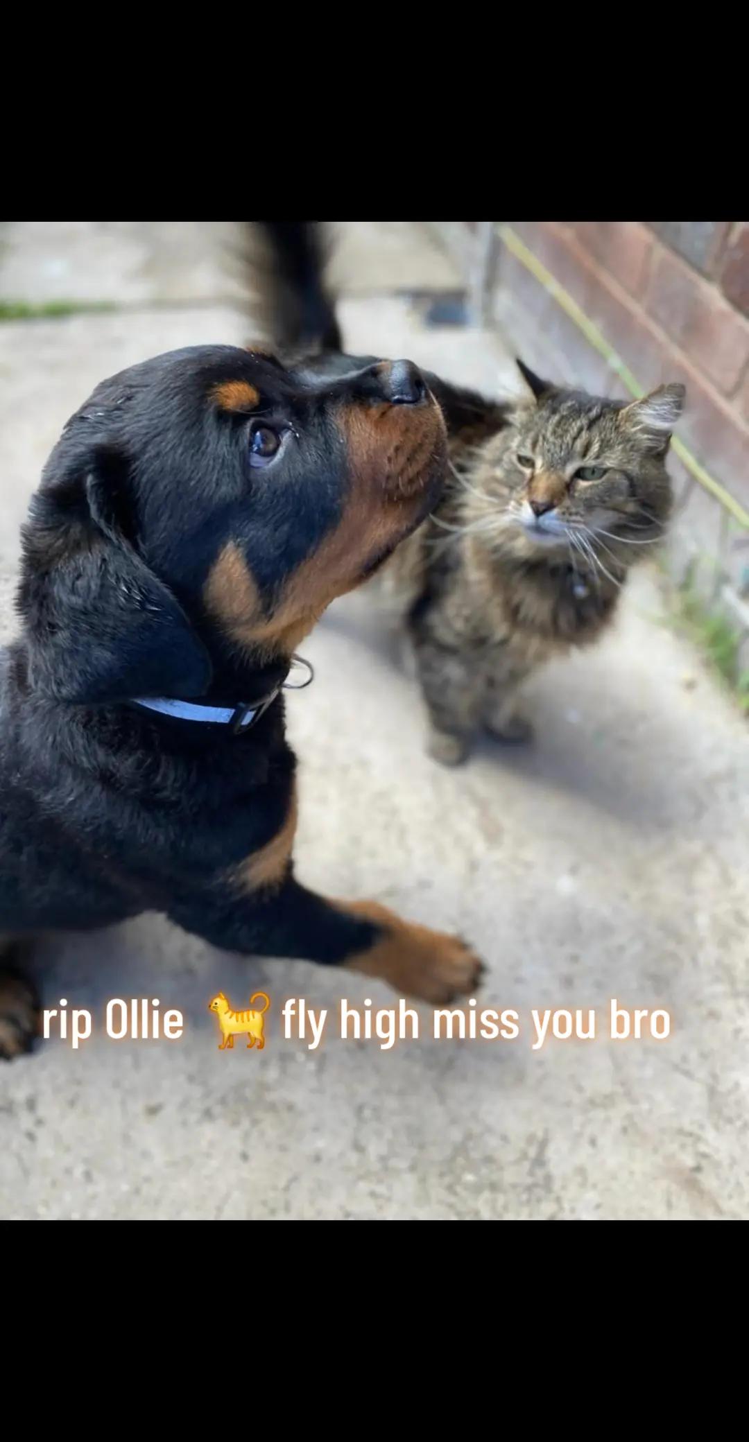 @Reggie the Rott