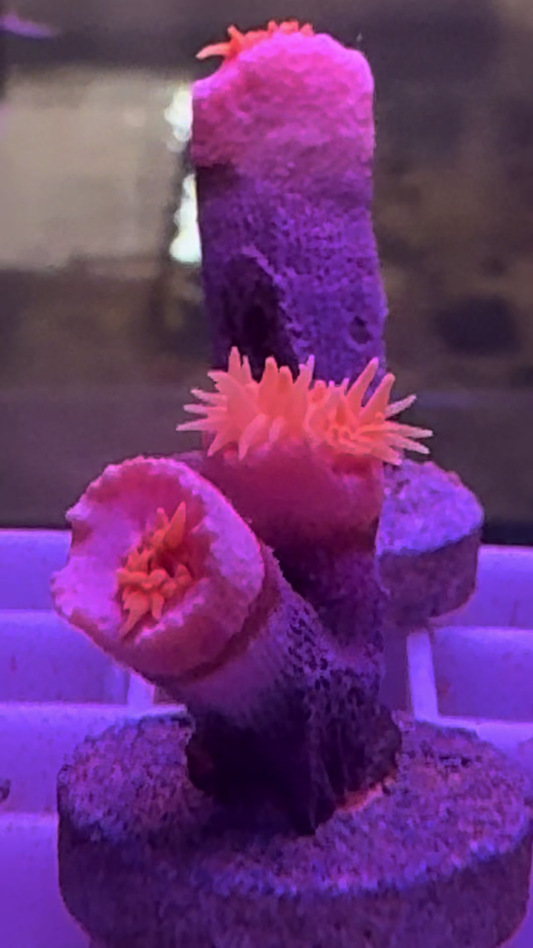 @fintastic aquariums