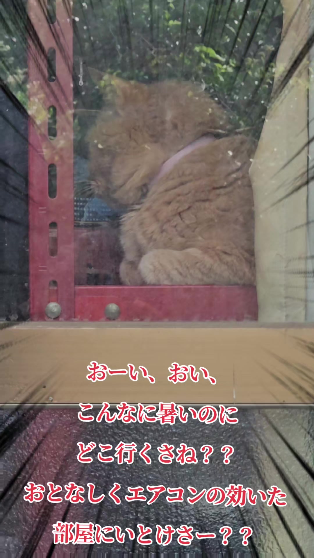 @黒猫の凱旋➿️