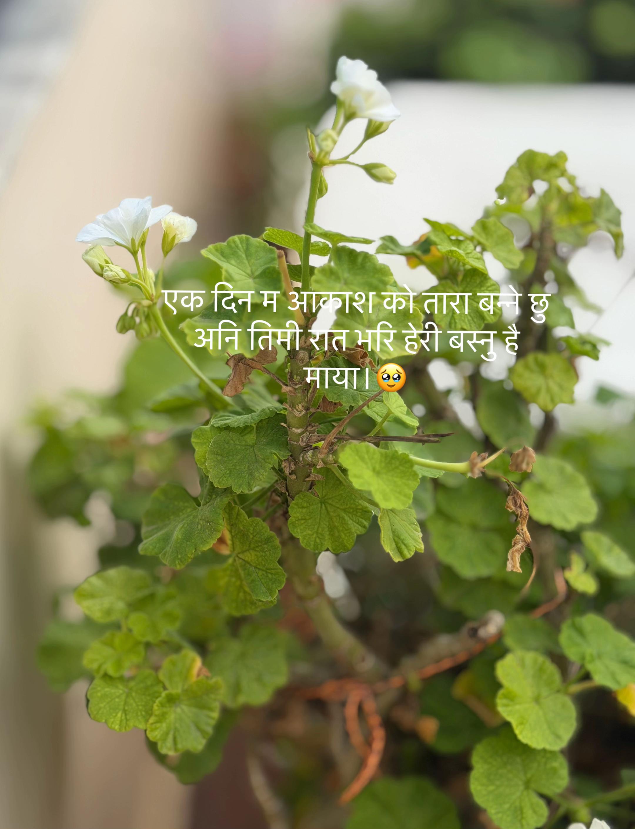 @🩺💊kajol Shrestha💊💉💉