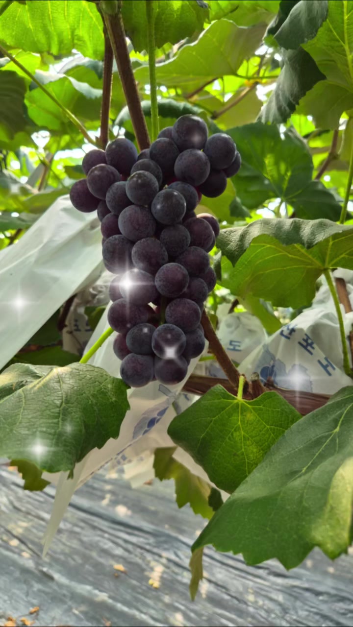 @🇰🇷🍇송산포도언니🍇🇰🇷