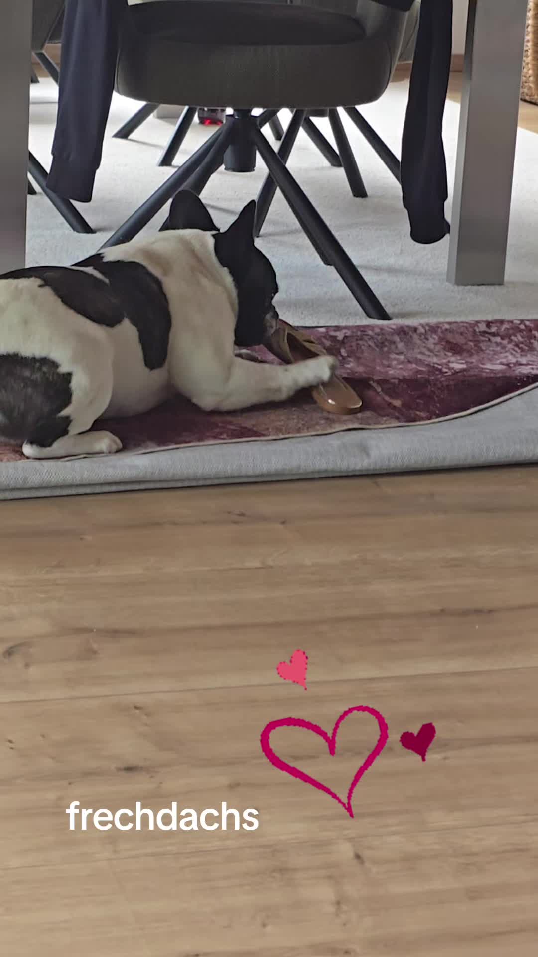 @Kylo und Samy 💙💙🐶🐕🍀🍀