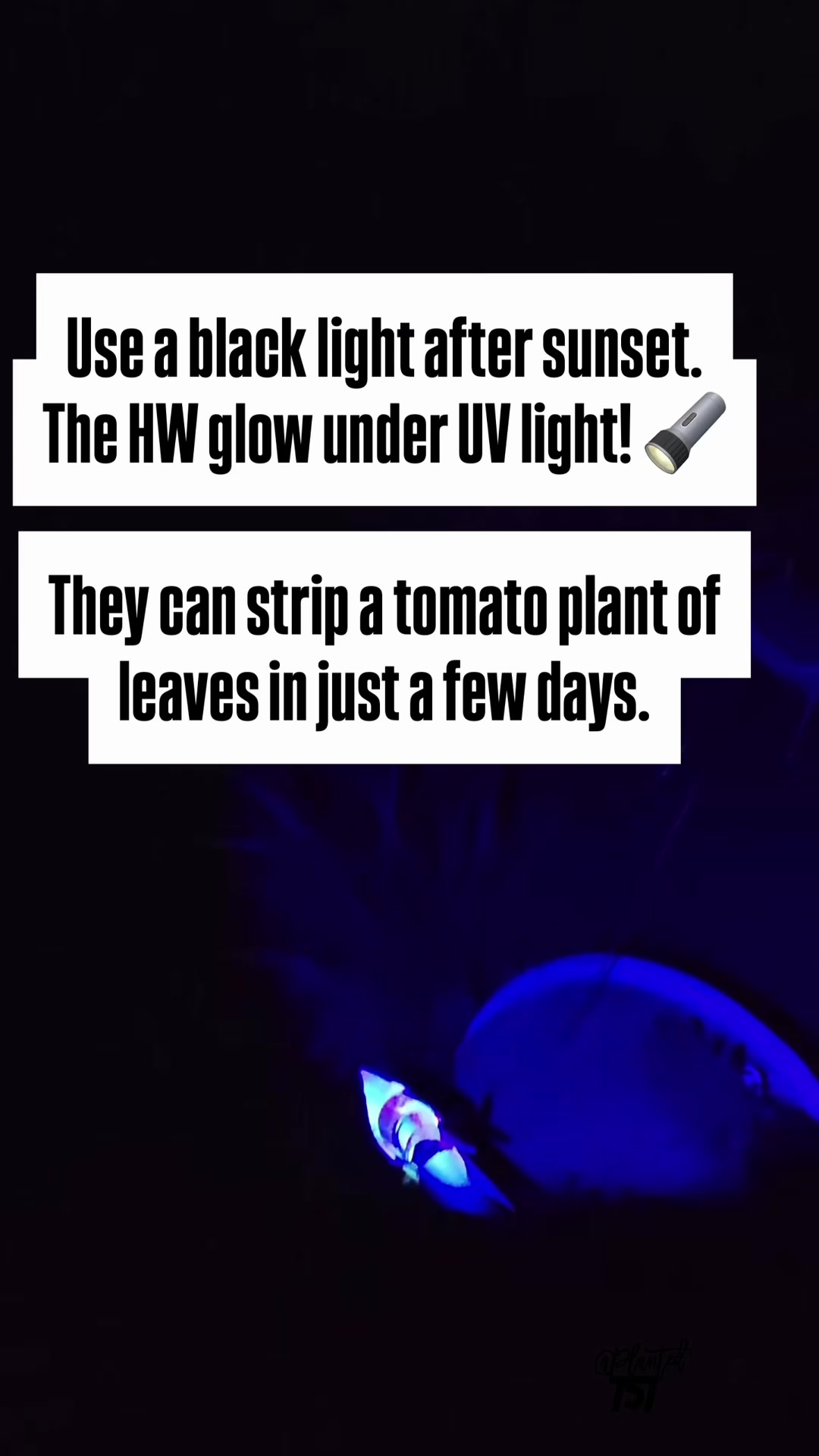 @Planted757