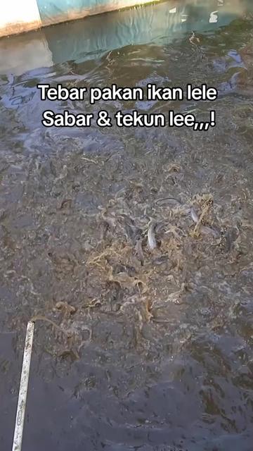 @SUYITNO TOK