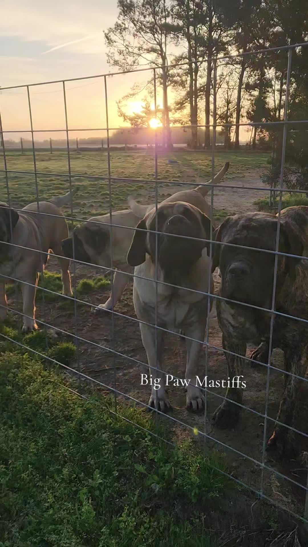 @Big Paw Mastiffs