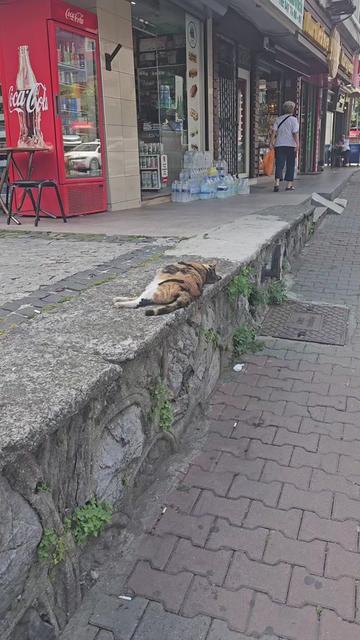 @Erkan Bozkurt