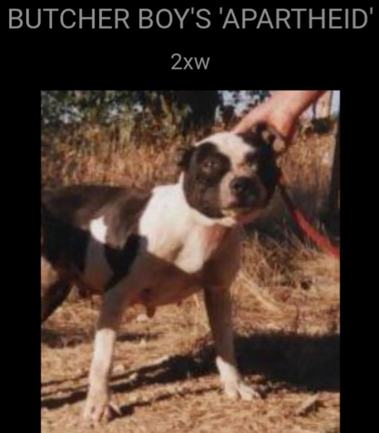 @SAAPBT_GAMEDOGS