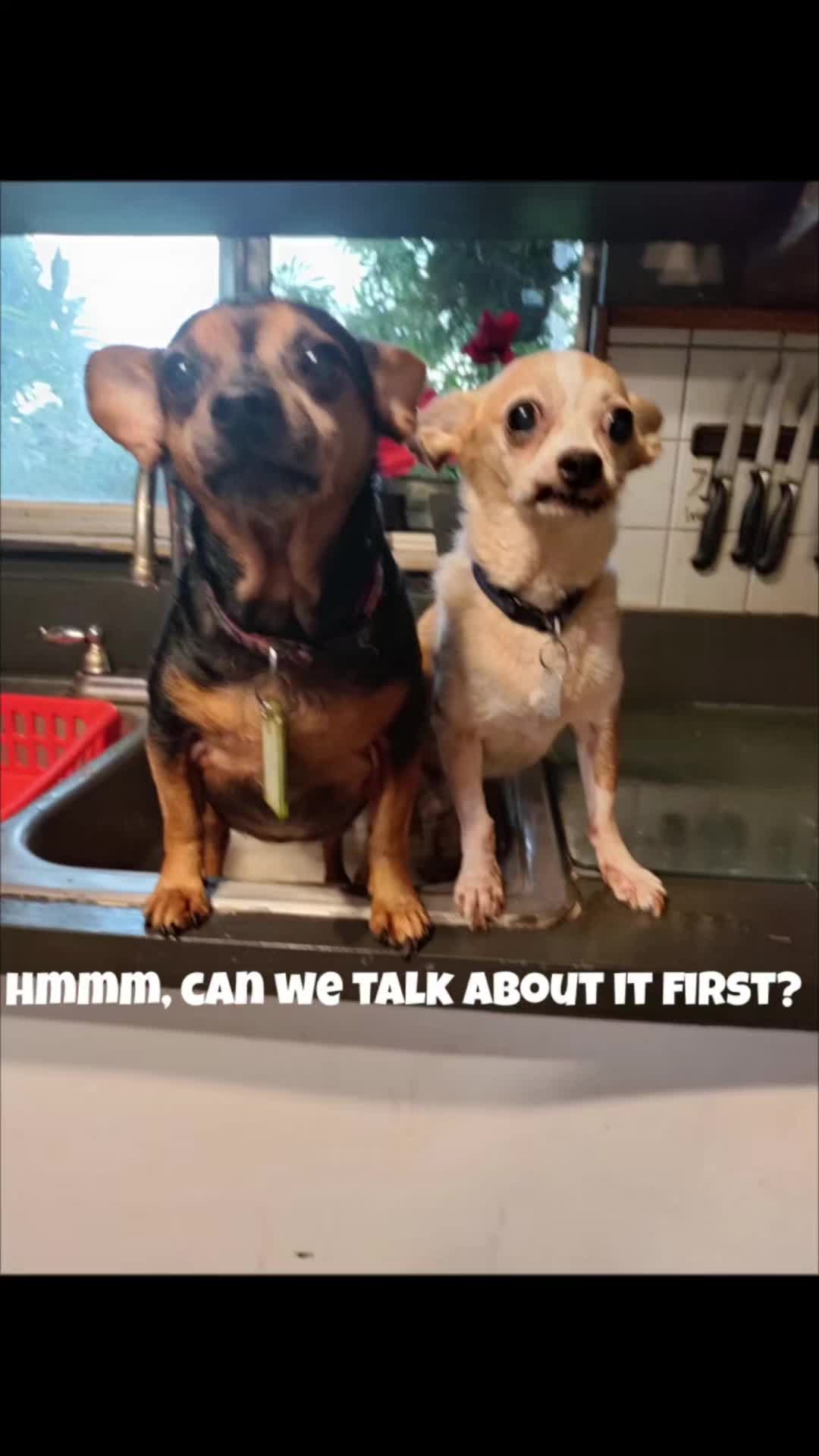 @willie_the_grumpydog