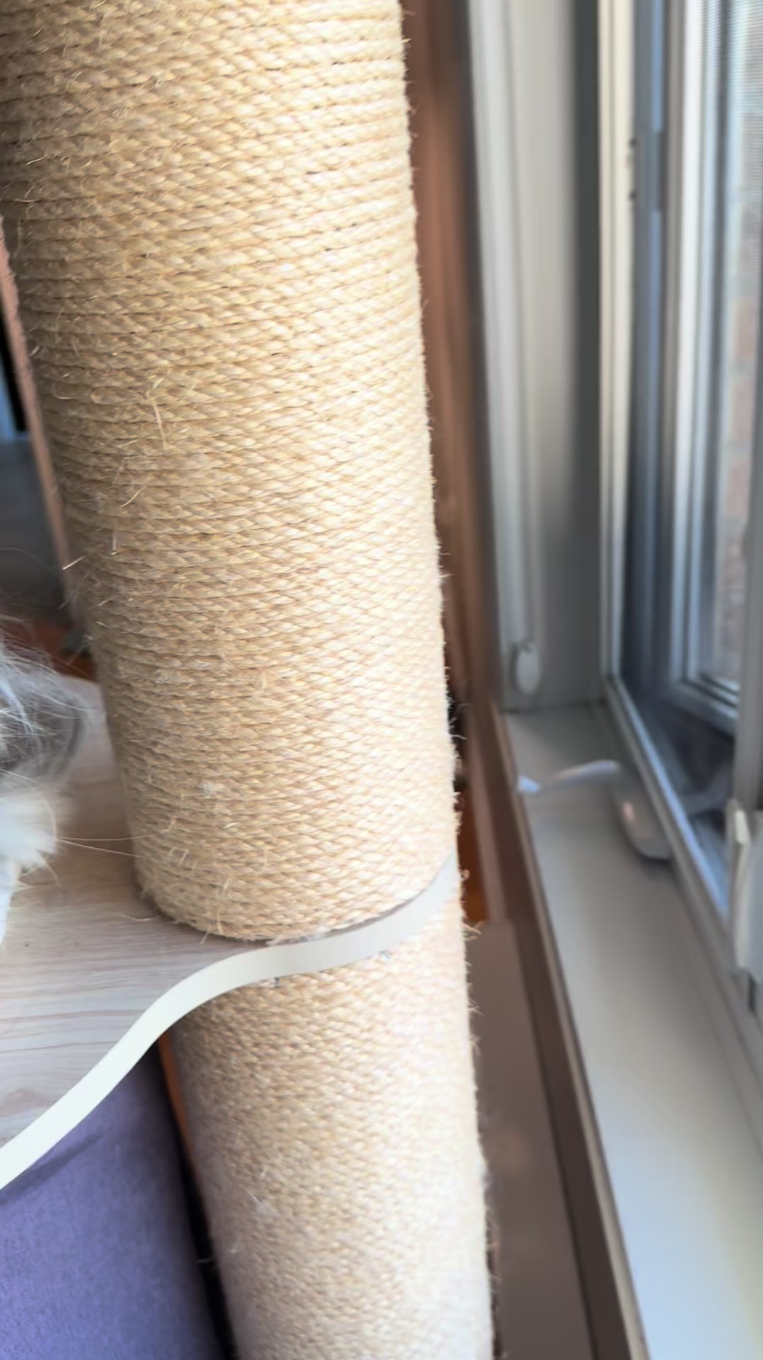 @atchoumthecat