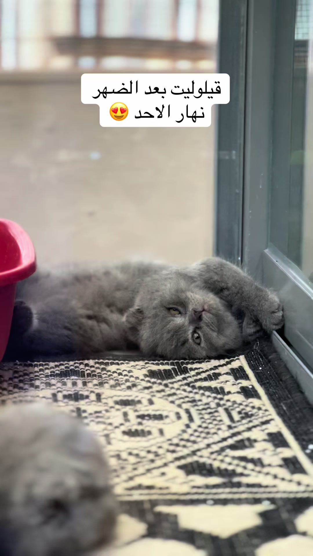 @pets.passion1