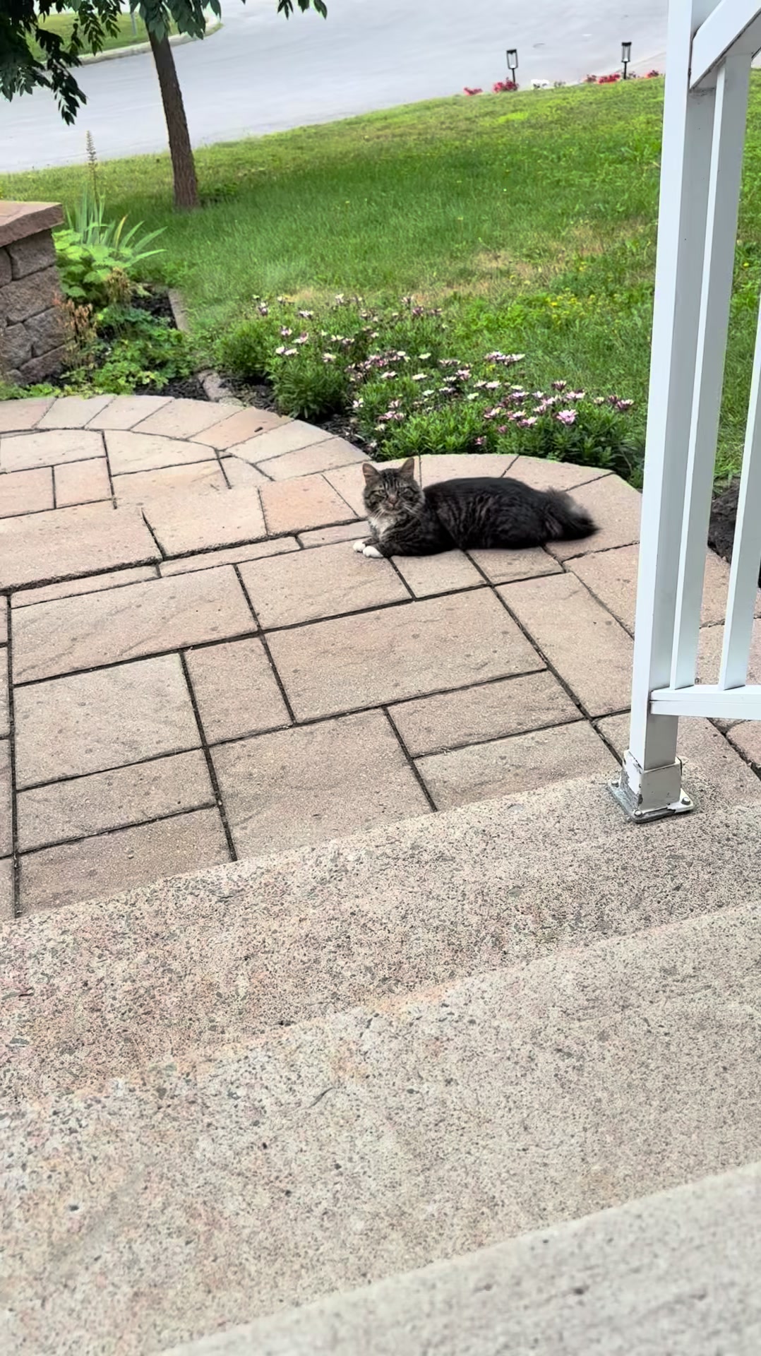 @atchoumthecat