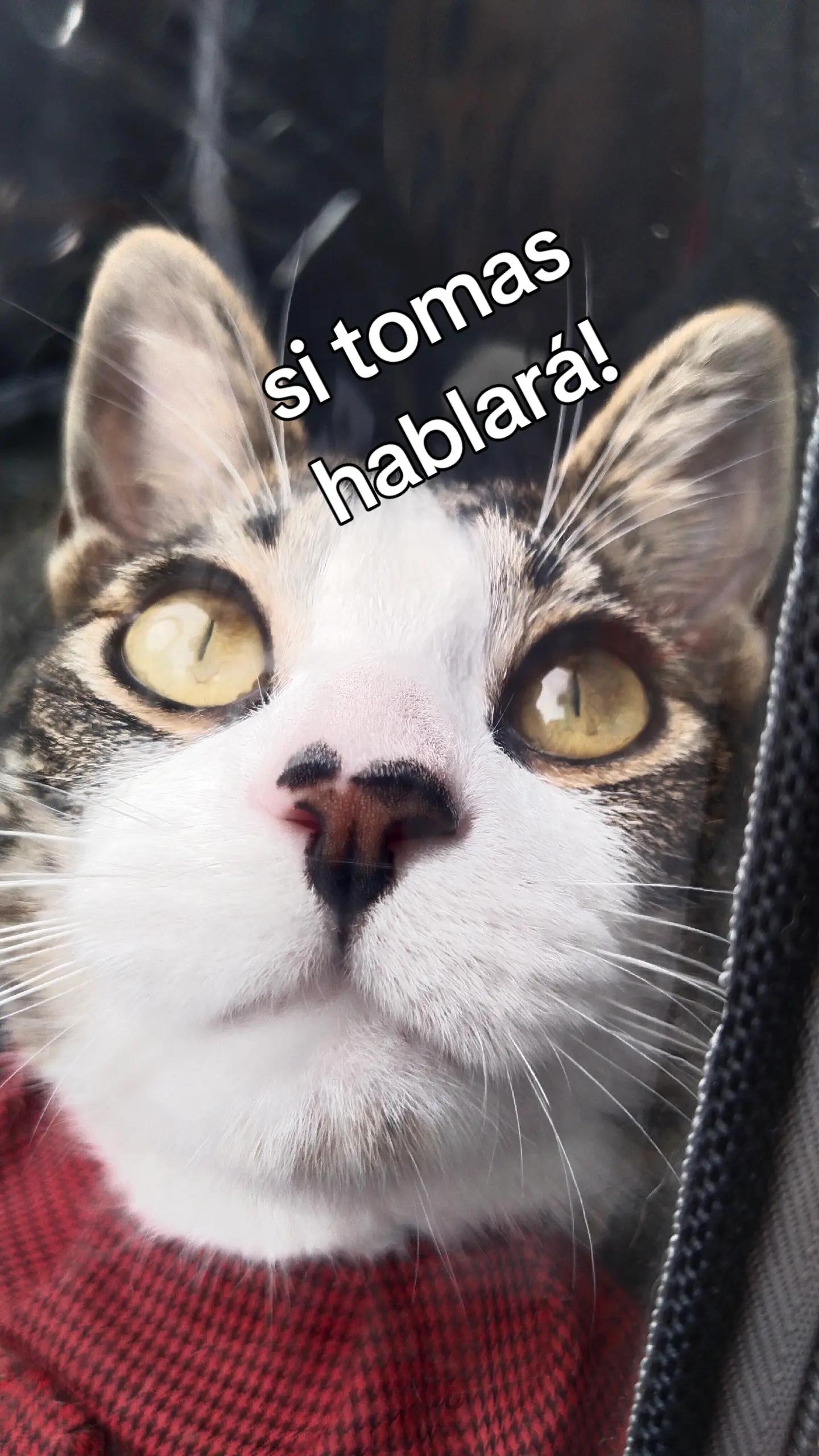 @natali Giron