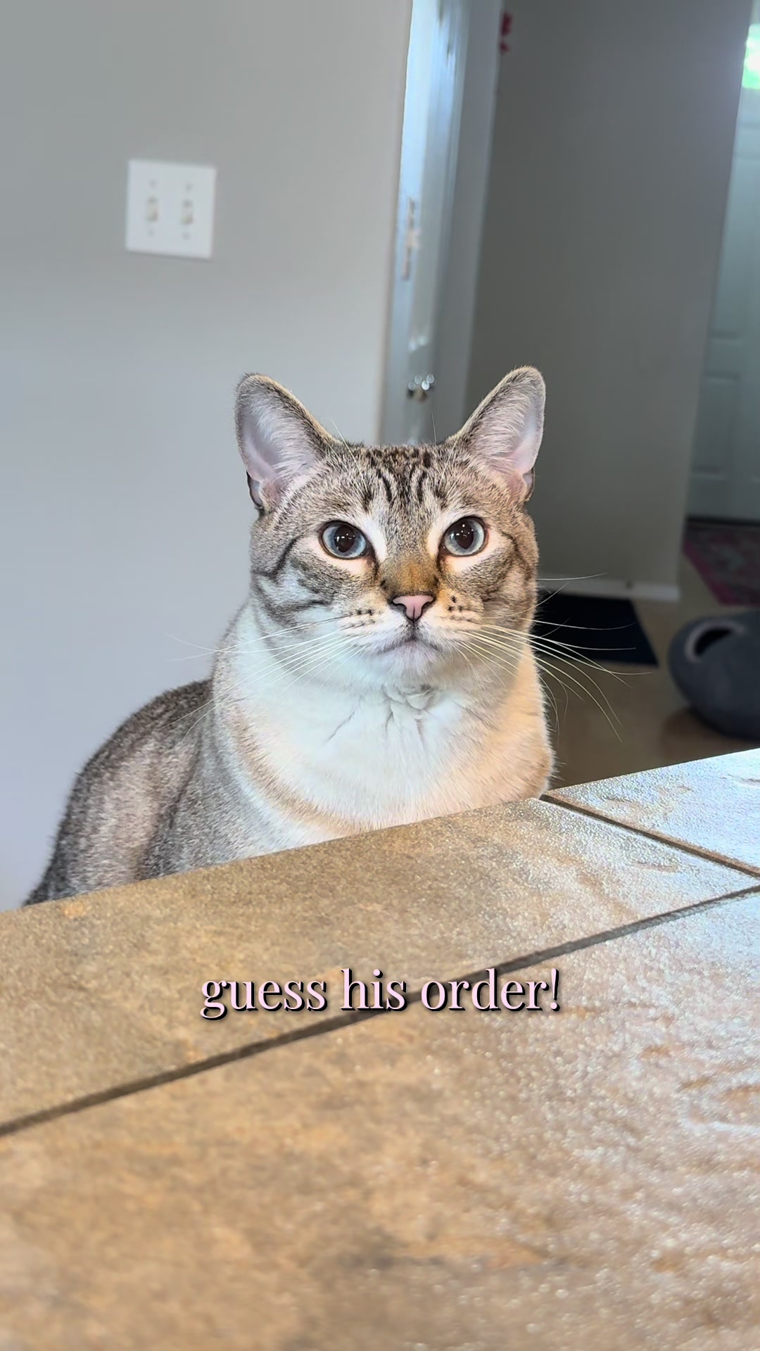 @furtastic4cats