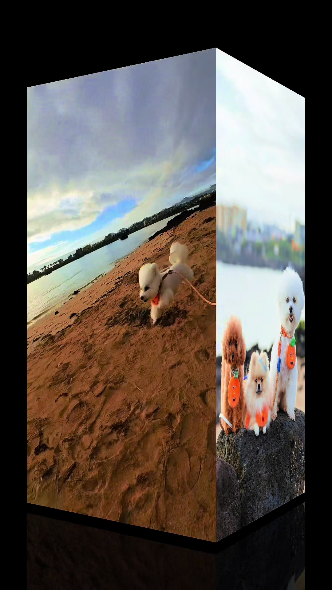 @🐶空&陸&海＆雲🐶