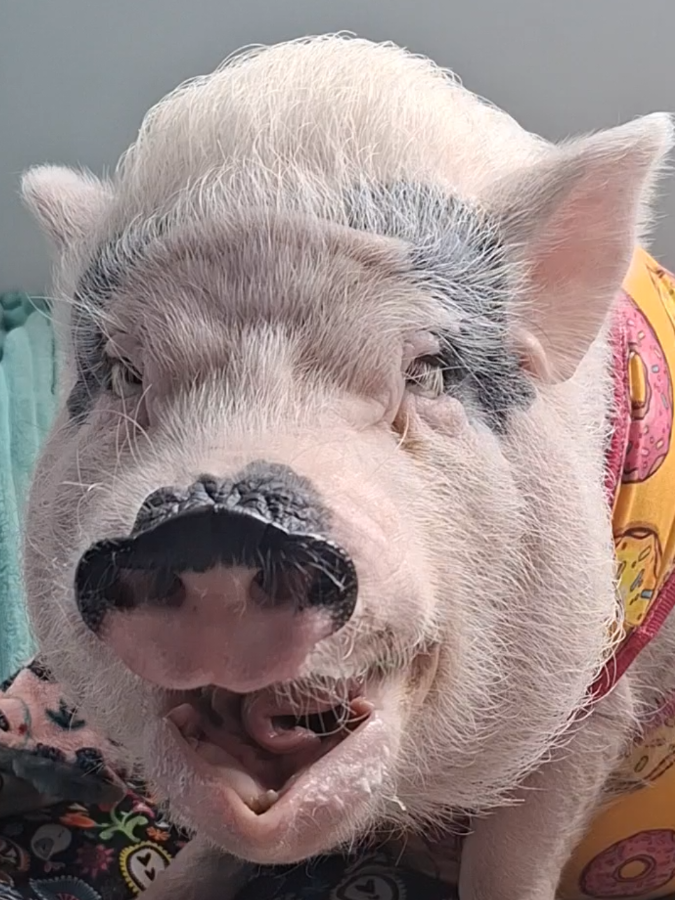 @🐷Ibi.pig🐷