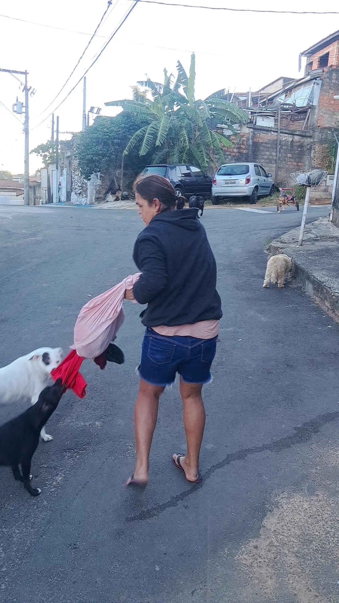 @Ismael e sua AuAuCreche 🐶💖